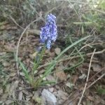 Muscari botryoides habit picture by Lionel Jacquot (cc-by-sa)