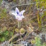 Roella ciliata flower picture by Jerome Sudre (cc-by-sa)