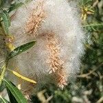 Salix eleagnos fruit picture by Cijag60 (cc-by-sa)