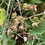 Rubus scaber fruit picture by Alexandra Prevost (cc-by-sa)