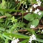 Galium uliginosum flower picture by odile maury (cc-by-sa)