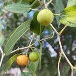 Ziziphus spina-christi fruit picture by Reuven Frank (cc-by-sa)