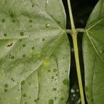 Erythrina gibbosa leaf picture by Nelson Zamora Villalobos (cc-by-nc)