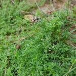 Galium saxatile fruit picture by Schuller Ton (cc-by-sa)