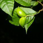 Tabernaemontana longipes fruit picture by Nelson Zamora Villalobos (cc-by-nc)