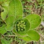 Asclepias viridis flower picture by Joshua Kuykendall (cc-by-sa)