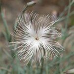 Dianthus crinitus flower picture by Eleftherios (cc-by-sa)