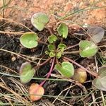 Cochlearia officinalis leaf picture by love rose (cc-by-sa)