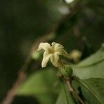 Drypetes variabilis flower picture by Jean-François Molino (cc-by-sa)