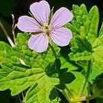 Geranium aculeolatum flower picture by susan brown (cc-by-sa)