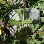 Potentilla grandiflora leaf picture by huy HO (cc-by-sa)