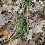 Carex pensylvanica leaf picture by Jesse Corriveau (cc-by-sa)