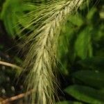 Elymus canadensis flower picture by David Hinds (cc-by-sa)