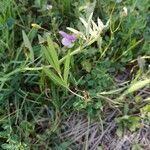 Vicia bithynica flower picture by Lionel Jacquot (cc-by-sa)