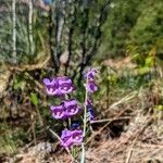 Penstemon secundiflorus flower picture by Brian Florence (cc-by-sa)