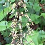 Heuchera americana flower picture by Shirley Hutcherson (cc-by-sa)