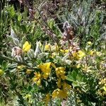 Genista monspessulana habit picture by beurny (cc-by-sa)