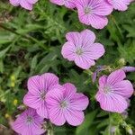 Linum viscosum flower picture by Pazzaglia Aron (cc-by-sa)