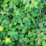 Trifolium campestre leaf picture by victor belloc (cc-by-sa)