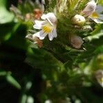 Euphrasia hirtella flower picture by Pietro Brignoli (cc-by-sa)