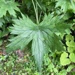 Delphinium elatum leaf picture by Krampl Tomáš (cc-by-sa)