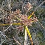 Cyperus eragrostis flower picture by Víctor Gonzalez (cc-by-sa)