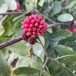 Calliandra haematocephala fruit picture by Dan Maxwell (cc-by-sa)