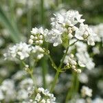 Galium elongatum habit picture by Yoan MARTIN (cc-by-sa)