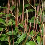 Peperomia elata habit picture by Nelson Zamora Villalobos (cc-by-nc)