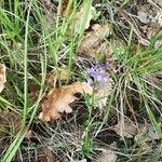 Polygala vulgaris flower picture by francoise cloteau (cc-by-sa)