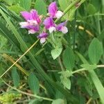 Lathyrus japonicus flower picture by collin pl (cc-by-sa)