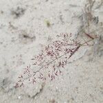 Agrostis vinealis flower picture by Peter V (cc-by-sa)