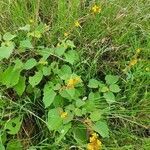 Triumfetta flavescens habit picture by susan brown (cc-by-sa)