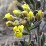 Draba pennell-hazenii flower picture by Fabien Anthelme (cc-by-sa)