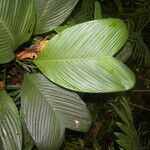 Geonoma cuneata leaf picture by Nelson Zamora Villalobos (cc-by-nc)