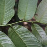 Guatteria amplifolia leaf picture by Nelson Zamora Villalobos (cc-by-nc)