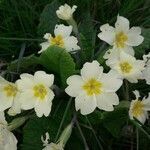 Primula vulgaris flower picture by Ryan McNair (cc-by-sa)