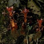 Balanophora reflexa habit picture by Daniel Barthelemy (cc-by-nc)