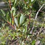 Salix daphnoides leaf picture by christine tertois (cc-by-sa)