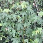 Liquidambar styraciflua habit picture by Eli Small (cc-by-sa)