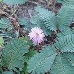 Mimosa pudica flower picture by Caleb Gittins (cc-by-sa)