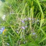 Dianella caerulea flower picture by Kamil Brozka (cc-by-sa)