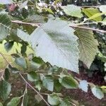 Betula nigra leaf picture by Eli Small (cc-by-sa)