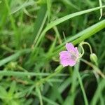 Geranium columbinum flower picture by Alain Bureau (cc-by-sa)