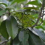 Ardisia revoluta habit picture by Nelson Zamora Villalobos (cc-by-nc)