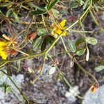 Chamaecrista hispidula flower picture by Nelson Zamora Villalobos (cc-by-nc)