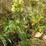 Aconitum anthora habit picture by Yoan MARTIN (cc-by-sa)