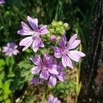 Malva setigera flower picture by fanny aotw (cc-by-sa)