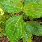 Cornus florida habit picture by Vicki Brown (cc-by-sa)