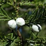 Juniperus chinensis fruit picture by Daniel Barthelemy (cc-by-sa)